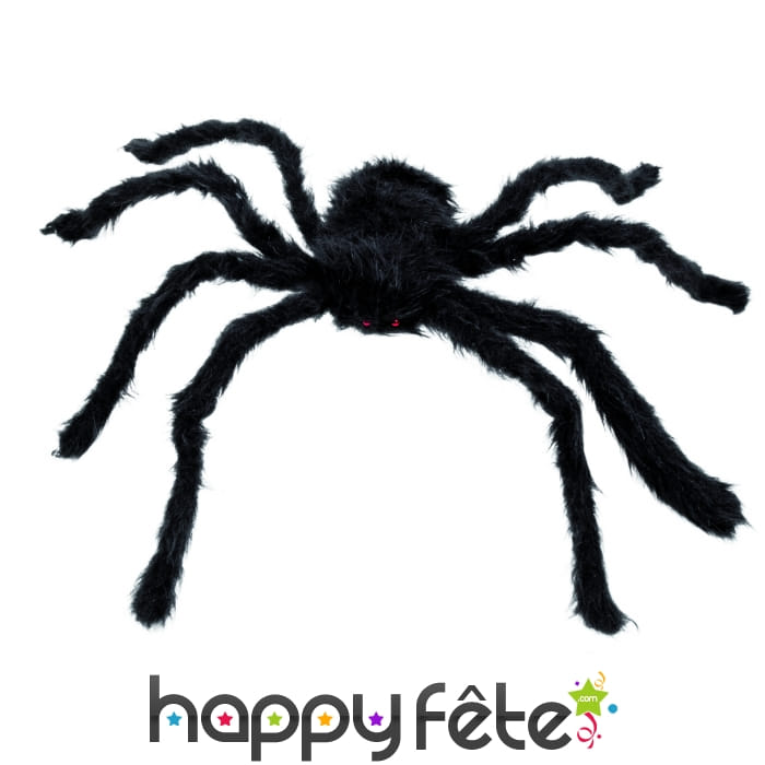 Araignee velue noire