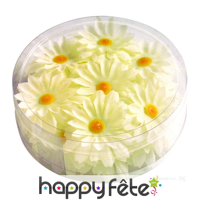 Boite de marguerites