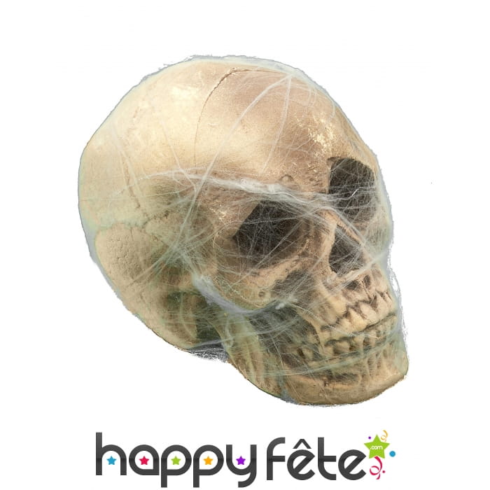 Crâne entouré de toile d'araignée