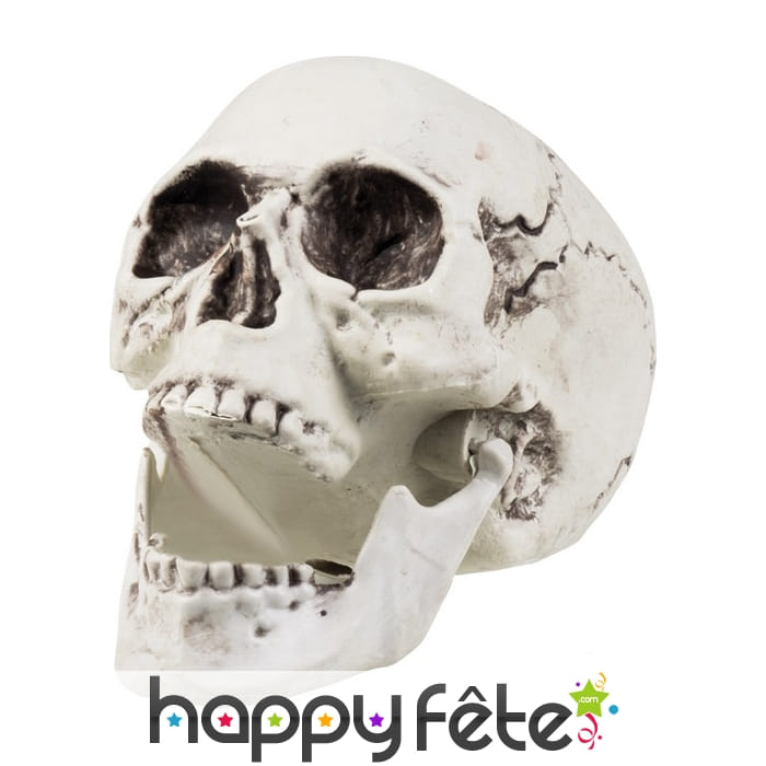 Crâne en plastique de 24 x 18 cm