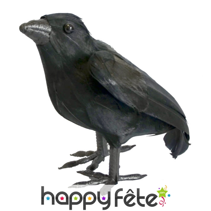 Corbeau noir à plumes, décoratif