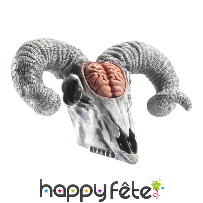 Faux crâne de bélier avec cervelle. En latex