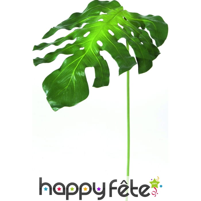 Feuille de monstera