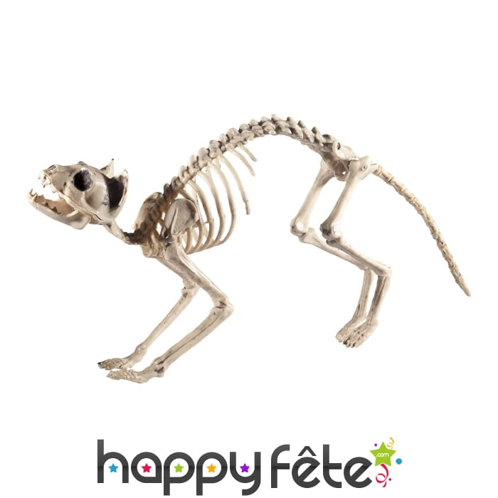 Faux squelette de chat