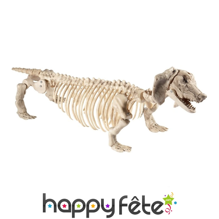 Faux squelette de Teckel