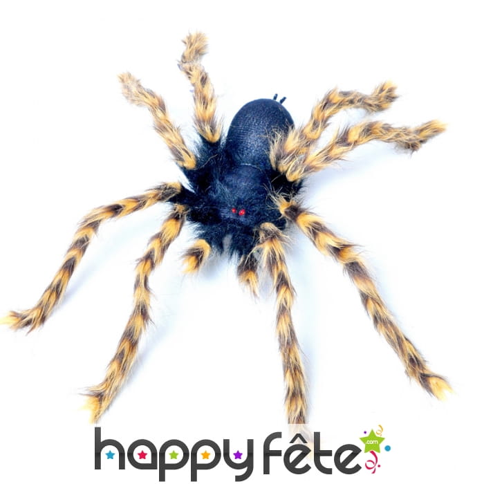 Grande mygale pattes marron et yeux rouges