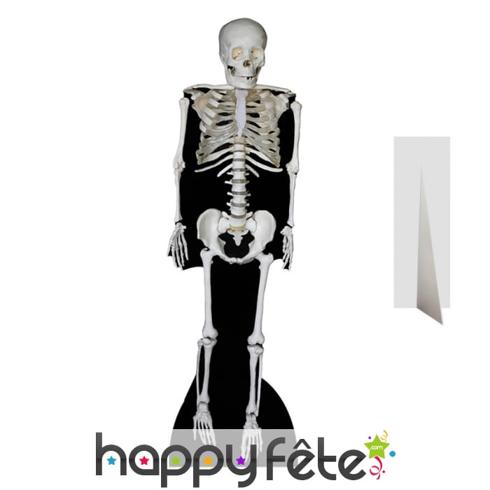 Grand squelette en carton plat
