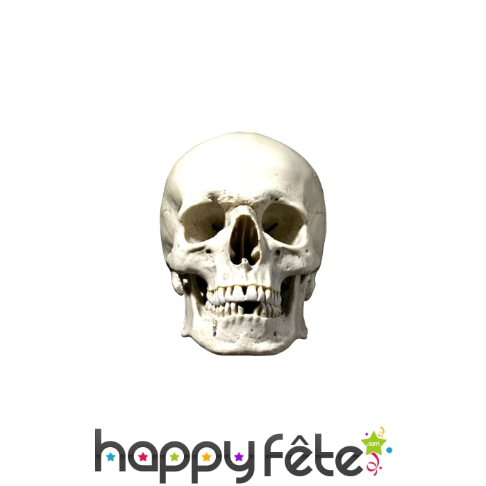 Masque de tête de mort en carton