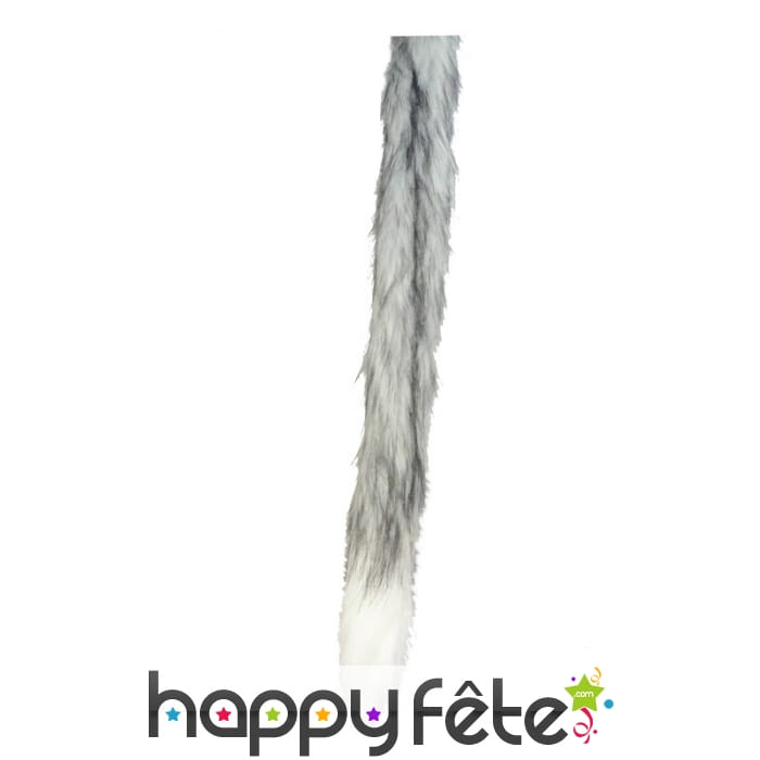 Queue grise de loup bout blanc