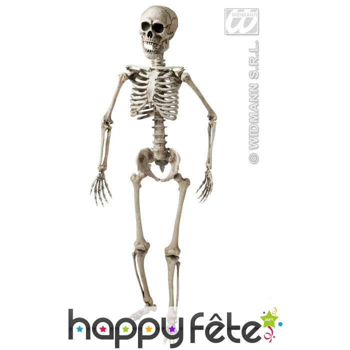 Squelette articule 3d