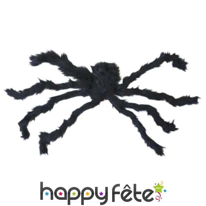 Très grosse araignée yeux rouge