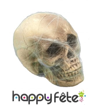 Crâne entouré de toile d'araignée