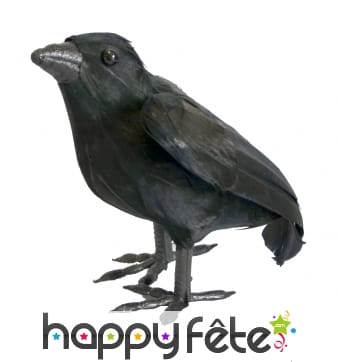 Corbeau noir à plumes, décoratif