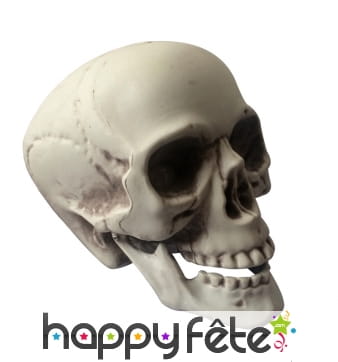 Faux crâne effet réaliste