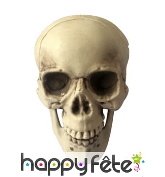 Faux crâne réaliste en plastique
