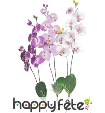 Fausse orchidees