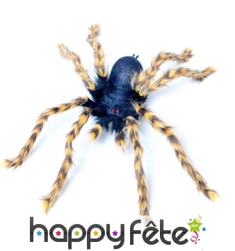 Grande mygale pattes marron et yeux rouges