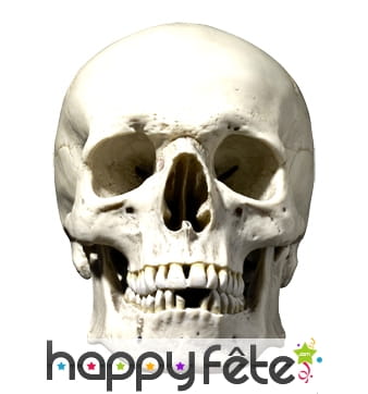 Masque de tête de mort en carton