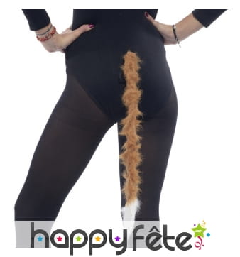 Queue marron de lion, bout blanc