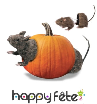 Rat coupé en deux à associer avec un fruit