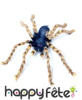 Grande mygale pattes marron et yeux rouges