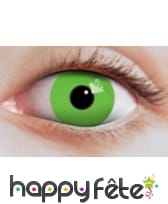 Lentilles vertes unies