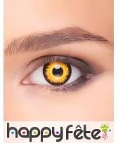 Lentilles yeux de lion