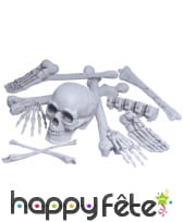 Os et crâne réalistes, décoratifs