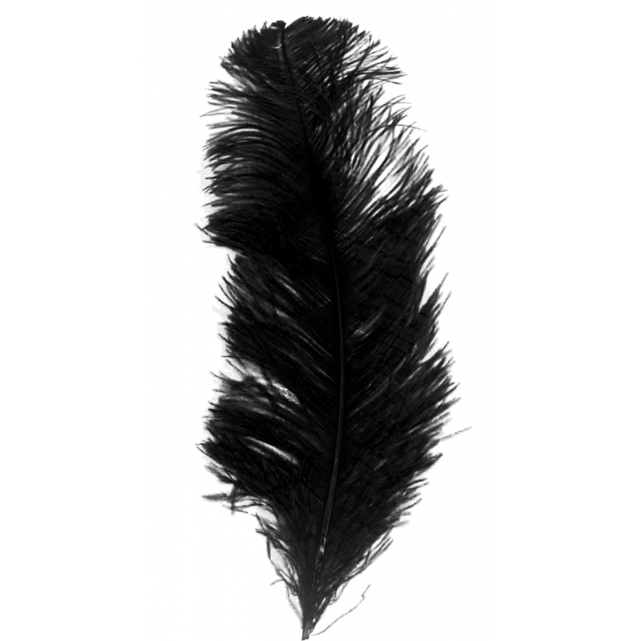 Grande plume noire d'autruche de 25/32cm